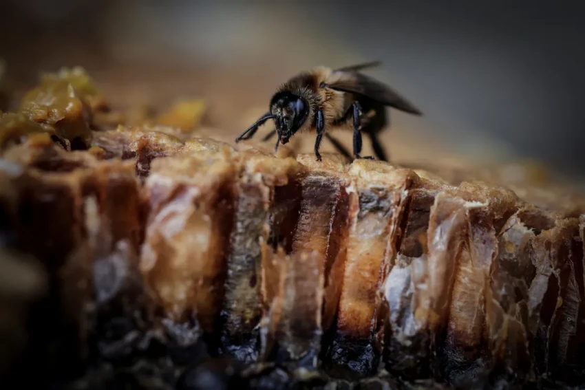 2024-06-05T100136Z_423425534_RC2908AT446Z_RTRMADP_3_CLIMATE-CHANGE-NEPAL-HONEY-1717657245.webp