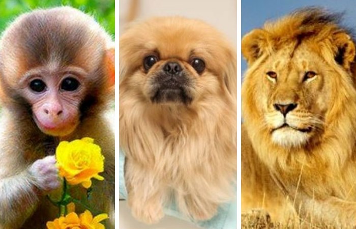 pekines-5.jpg