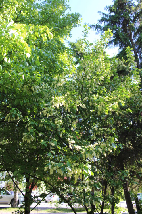 IMG_4480.md.jpg