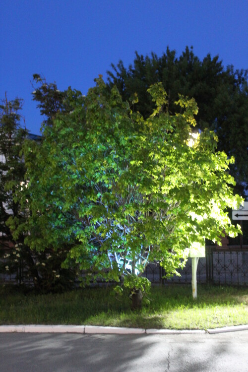 IMG_4533.md.jpg