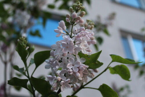 IMG_4919.md.jpg