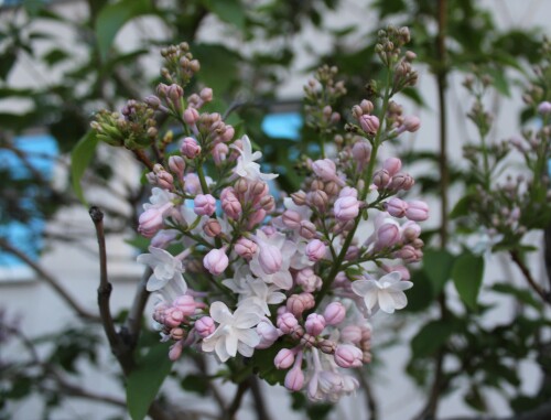IMG_4922.md.jpg