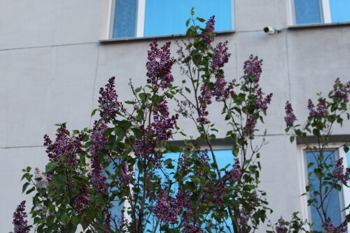 IMG_4924.md.jpg