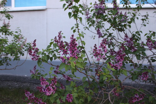 IMG_4925.md.jpg