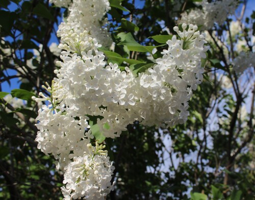 IMG_5255.md.jpg