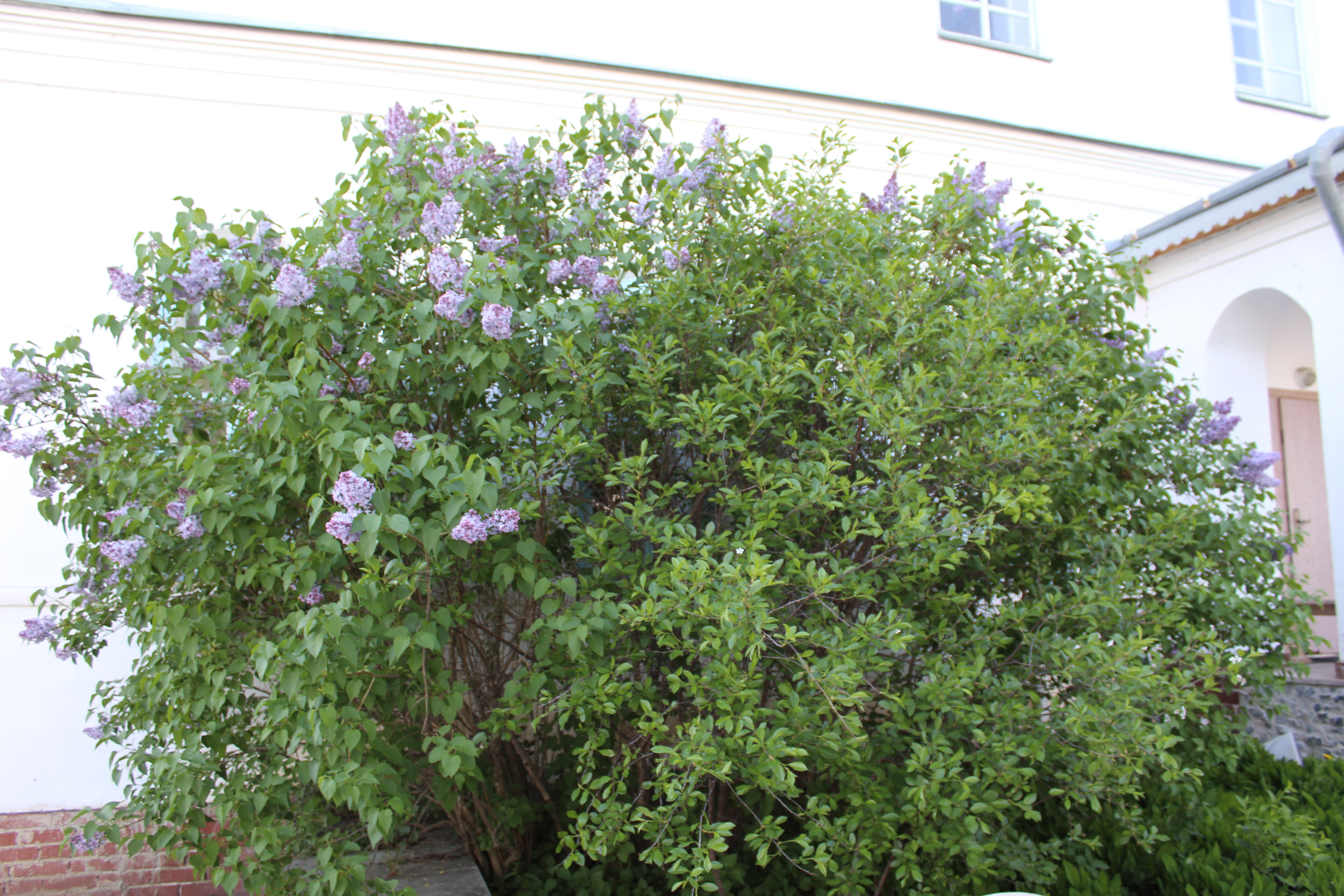 IMG_6745.jpg