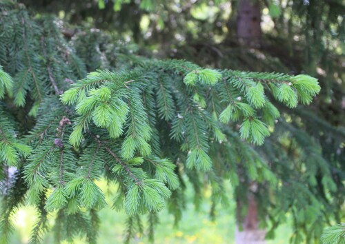 IMG_6887.md.jpg