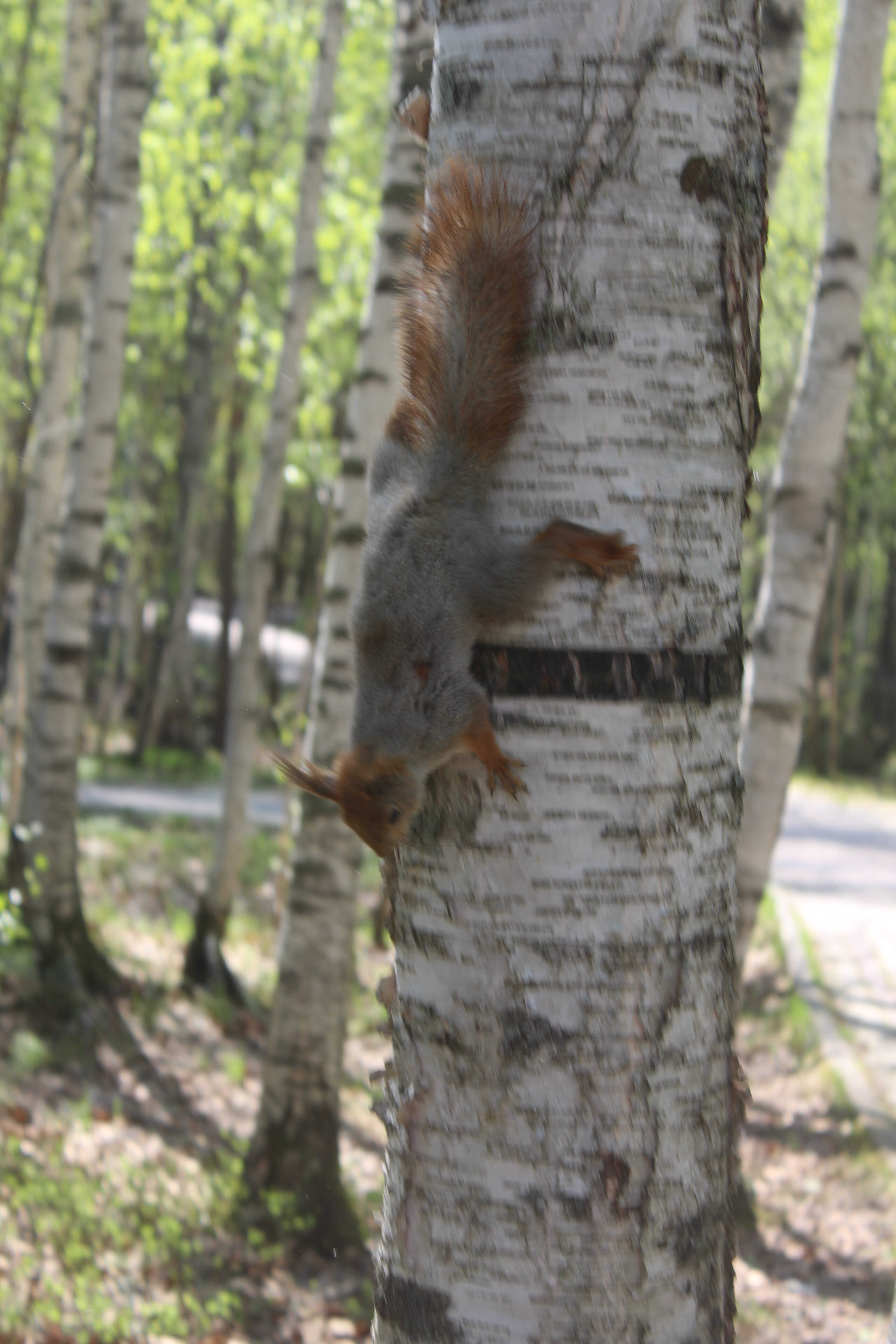 IMG_7621.jpg
