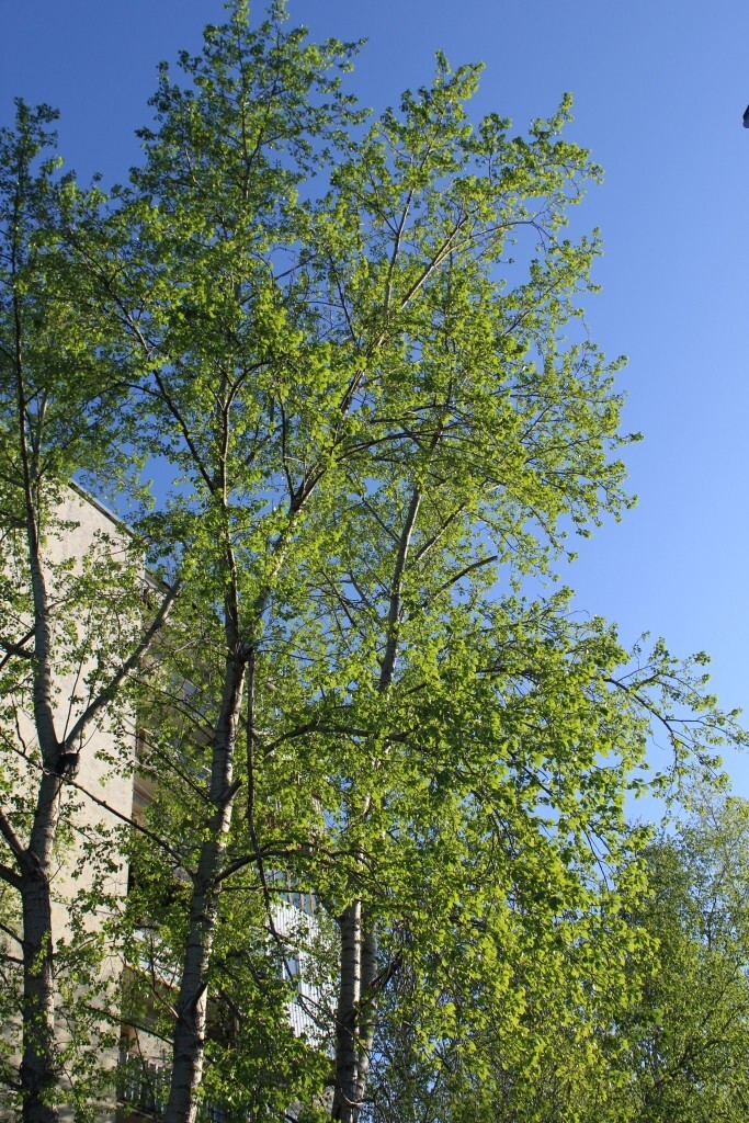 IMG_8183.jpg