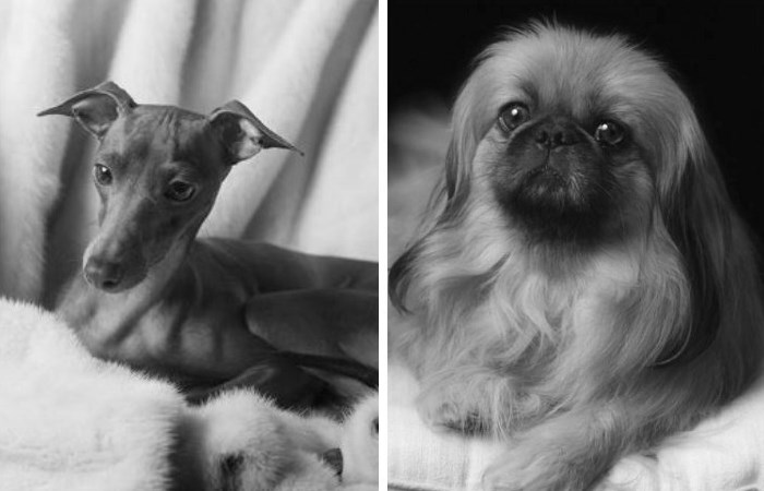 levretka-pekines.jpg