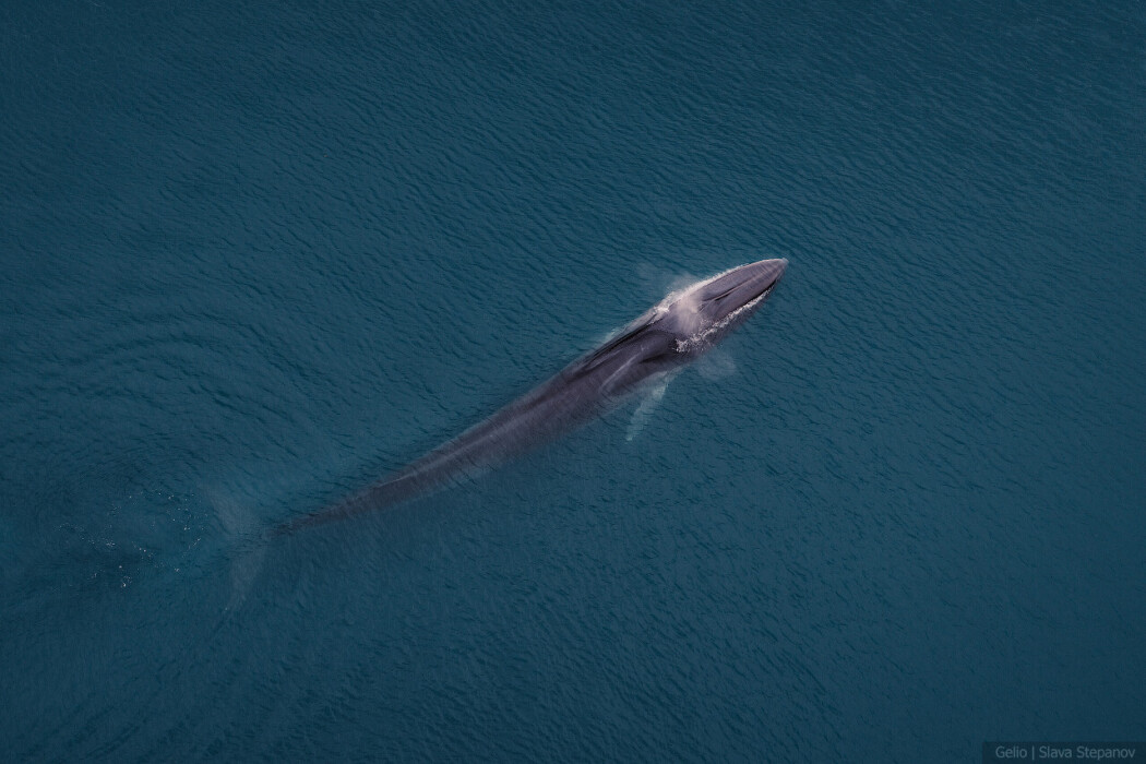 finwhale_1.jpg
