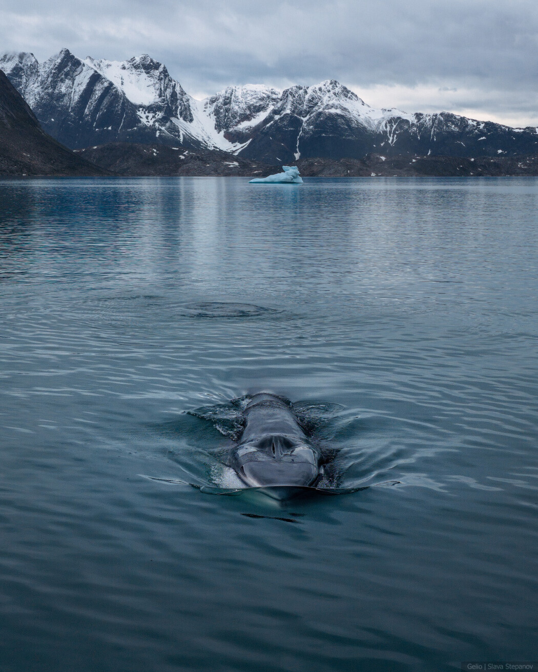 finwhale_2.jpg