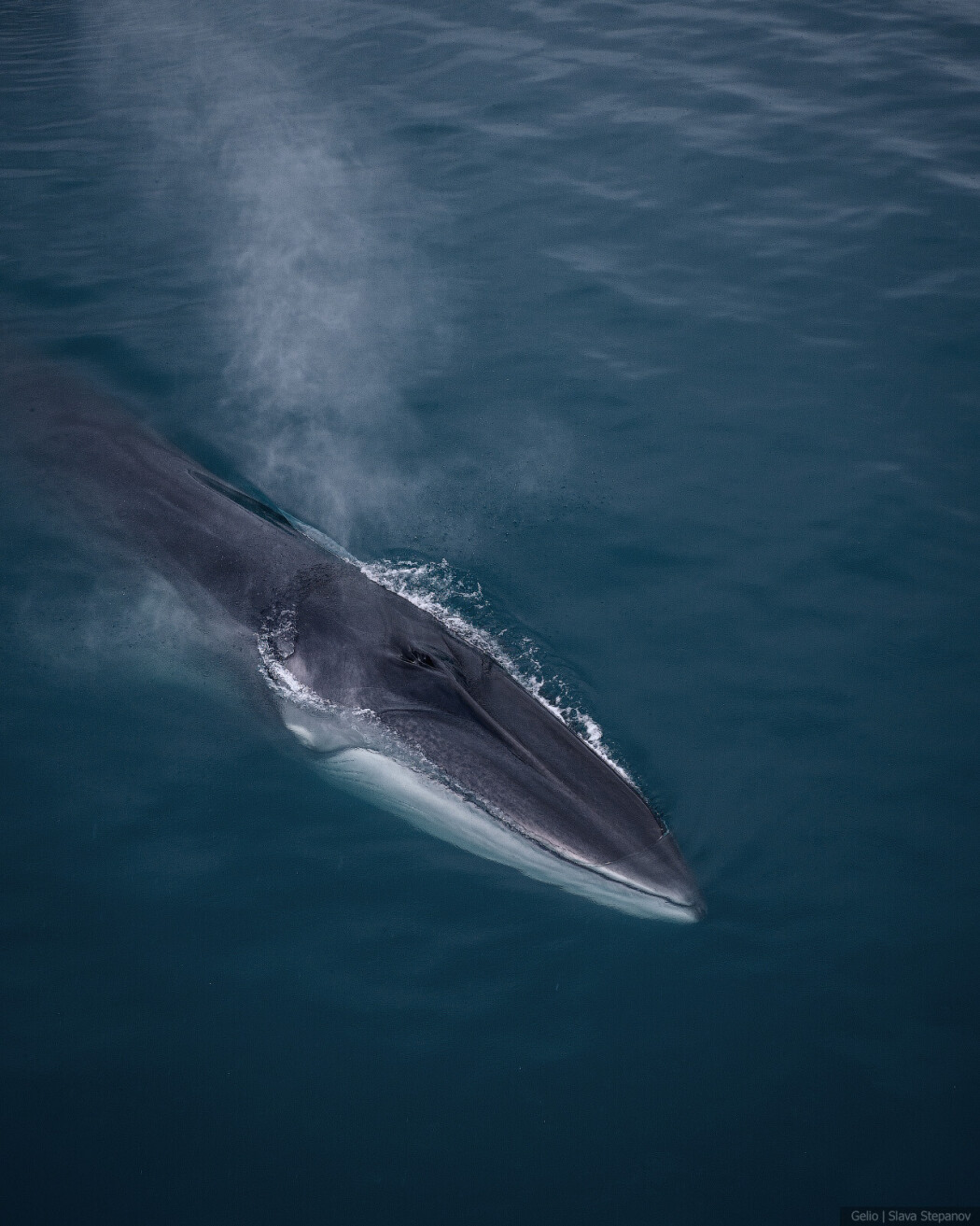 finwhale_3.jpg