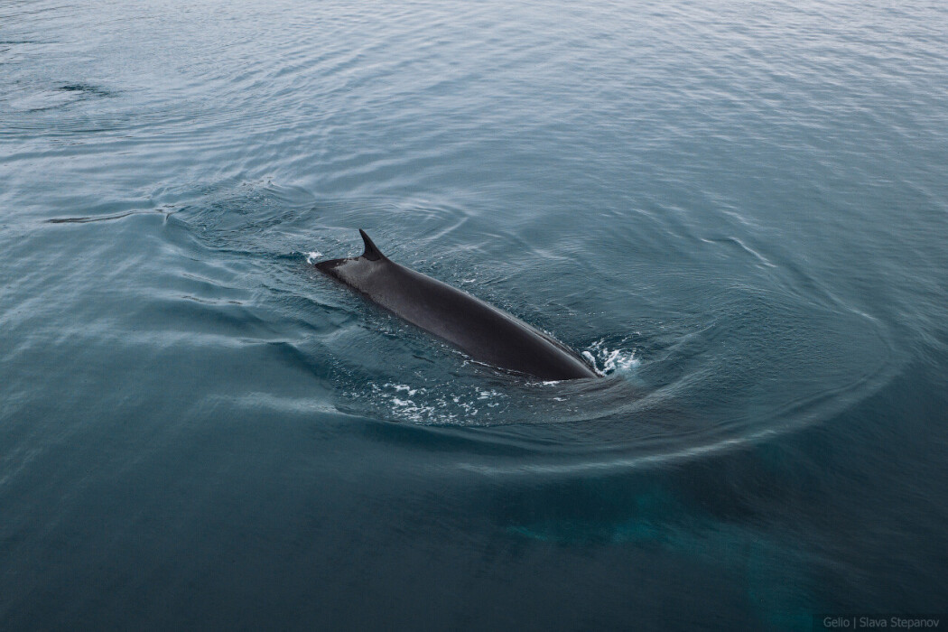 finwhale_4.jpg