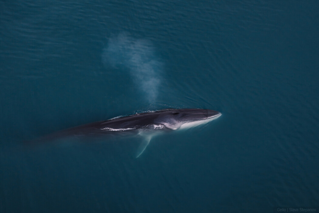 finwhale_5.jpg