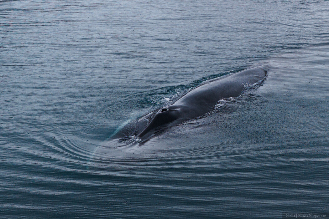 finwhale_6.jpg