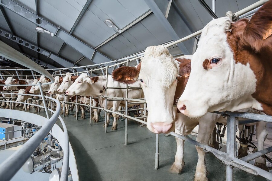 scale_2400db1c7279c9809fba.jpg